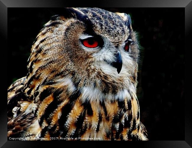 Eurasian Eagle-Owl Framed Print by Jane Metters