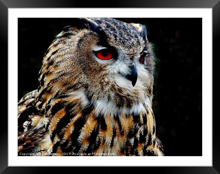 Eurasian Eagle-Owl Framed Mounted Print by Jane Metters