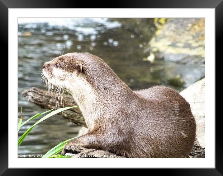 Asian Short Clawed Otter                           Framed Mounted Print by Jane Metters