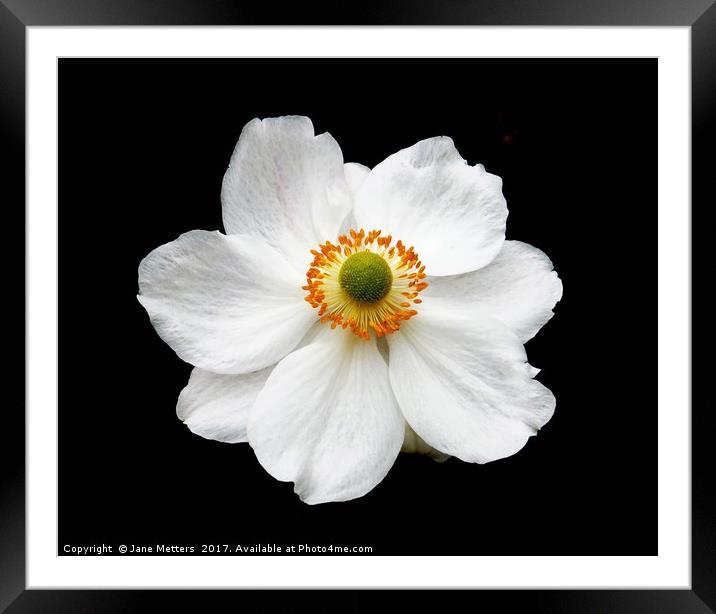 Narcissus Framed Mounted Print by Jane Metters