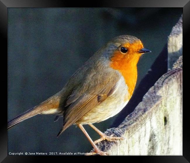     Robin on the Fence                           Framed Print by Jane Metters