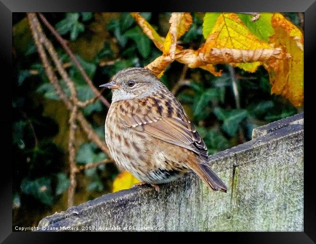        Dunnock                         Framed Print by Jane Metters