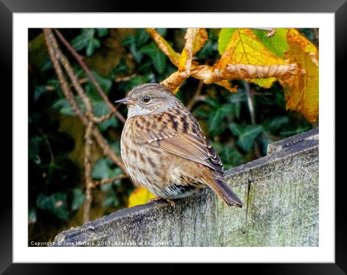        Dunnock                         Framed Mounted Print by Jane Metters