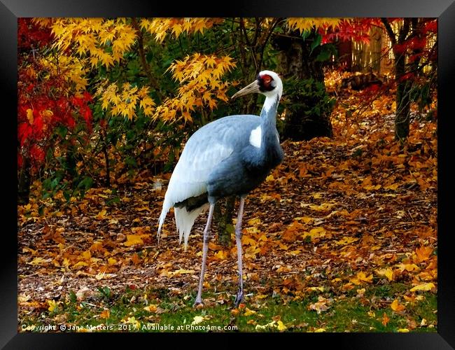 A Crane                           Framed Print by Jane Metters