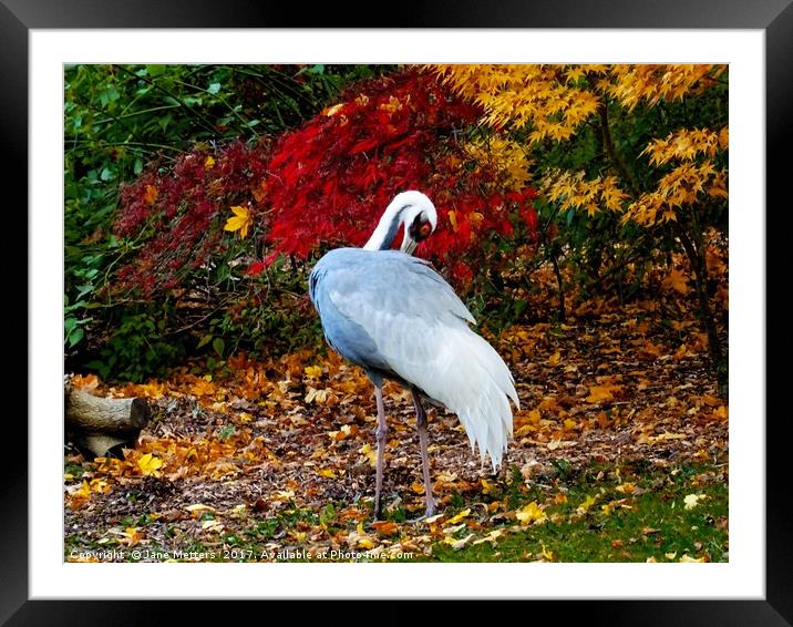   Autumn Leaves and a Crane                        Framed Mounted Print by Jane Metters