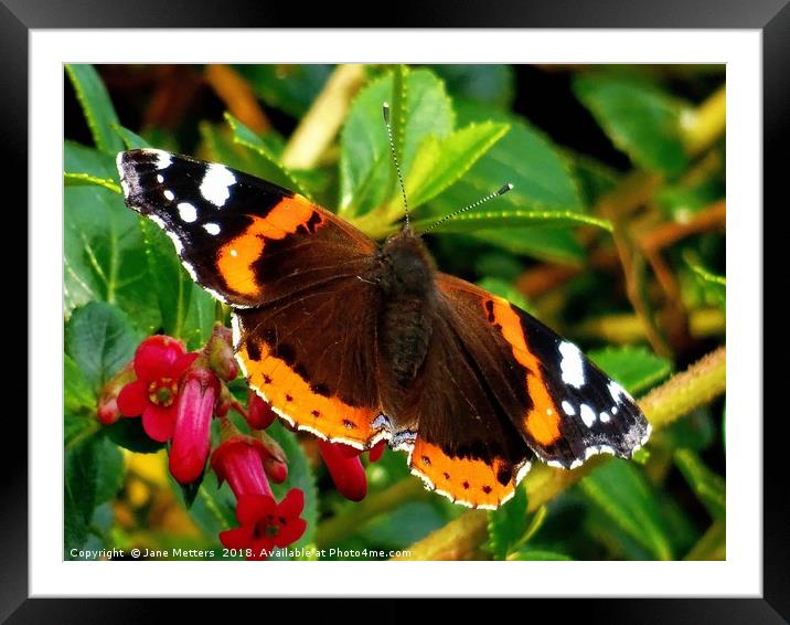           Red Admiral Butterfly                    Framed Mounted Print by Jane Metters