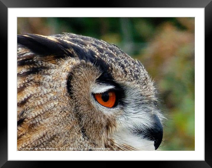    The Eye of an Owl                             Framed Mounted Print by Jane Metters
