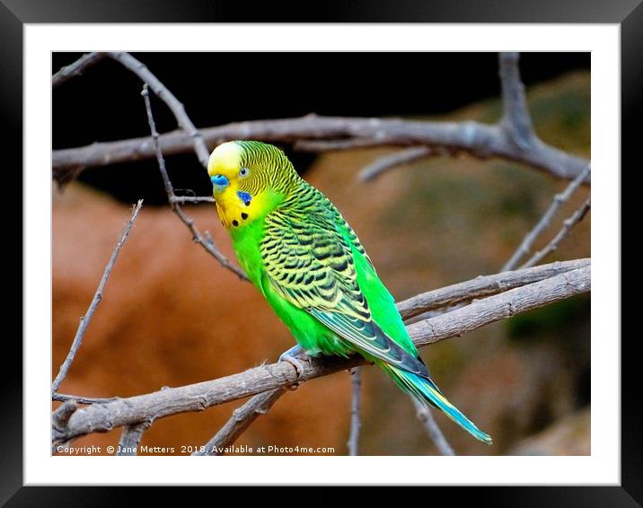             Budgerigar                    Framed Mounted Print by Jane Metters