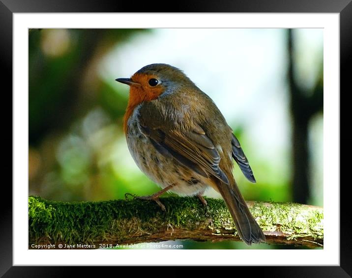      Robin Red Brest                           Framed Mounted Print by Jane Metters