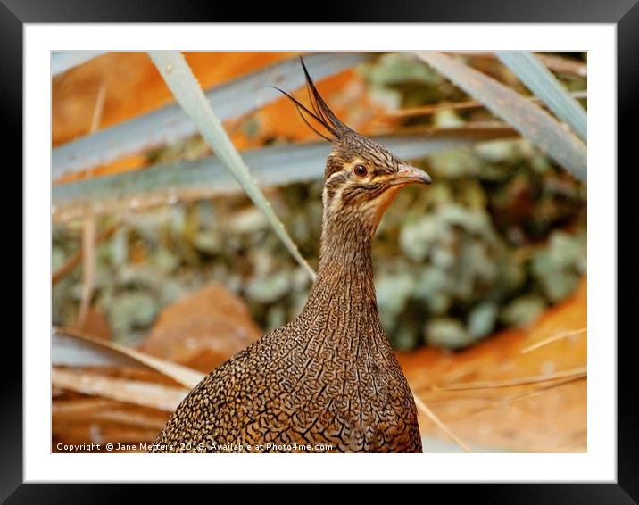    Elegant Crested Tinamou                         Framed Mounted Print by Jane Metters