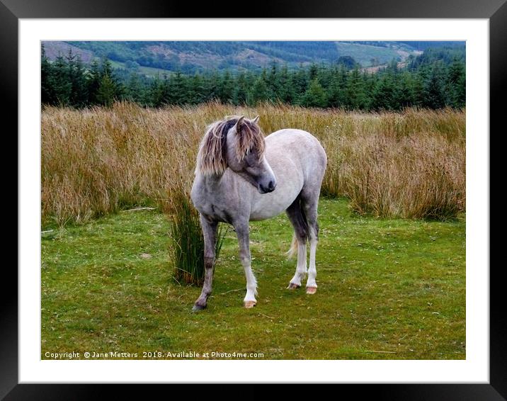 Welsh Mountain Pony Framed Mounted Print by Jane Metters