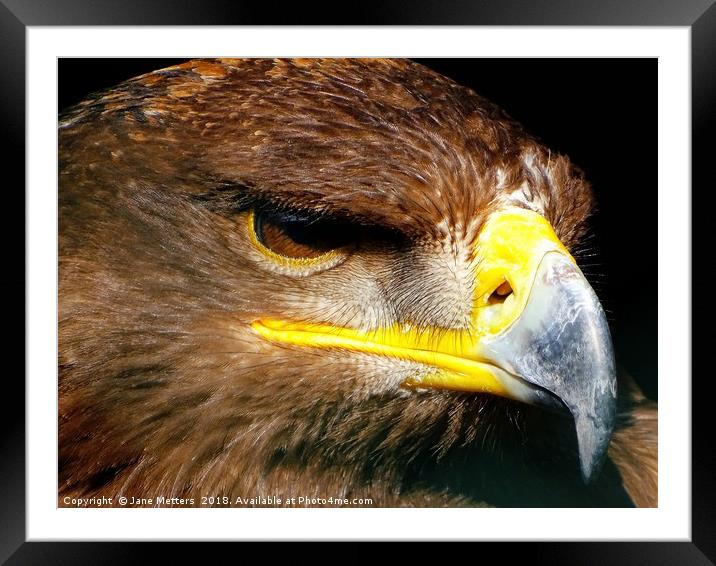          Steppe Eagle                       Framed Mounted Print by Jane Metters