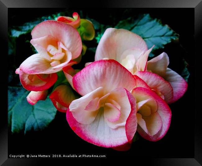 Begonia Flower Framed Print by Jane Metters