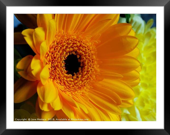           Mellow Yellow                      Framed Mounted Print by Jane Metters