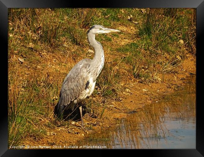           Standing Tall                      Framed Print by Jane Metters