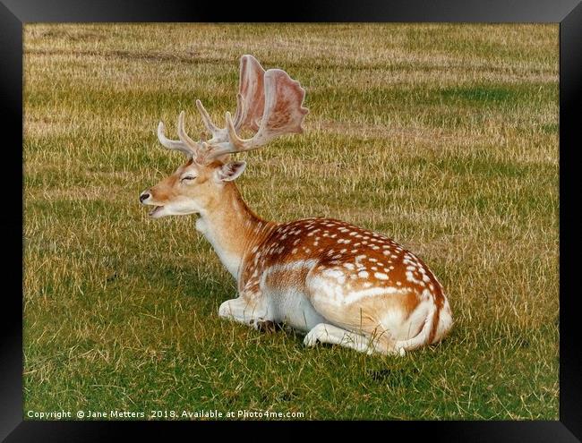         Fallow Deer Resting                        Framed Print by Jane Metters