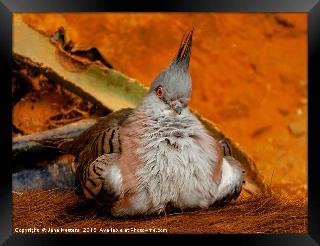 The Crested Pigeon Framed Print by Jane Metters