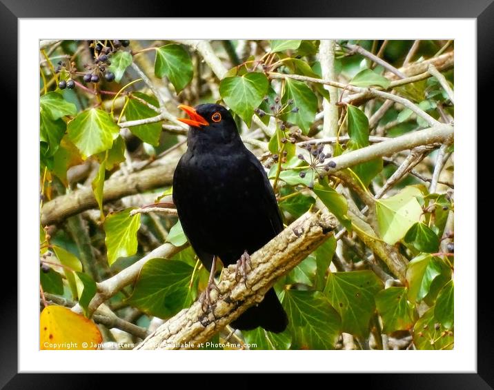      A Singing Blackbird                           Framed Mounted Print by Jane Metters