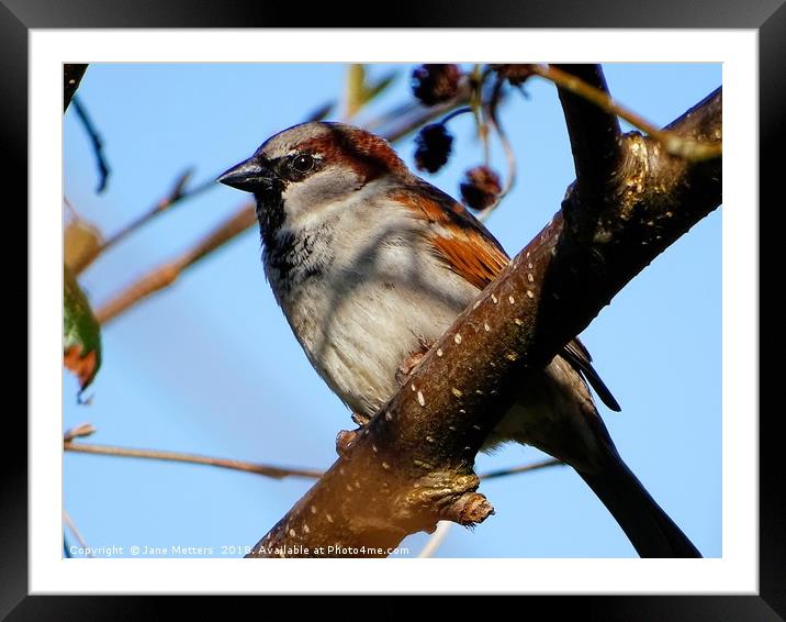      Male House Sparrow                           Framed Mounted Print by Jane Metters