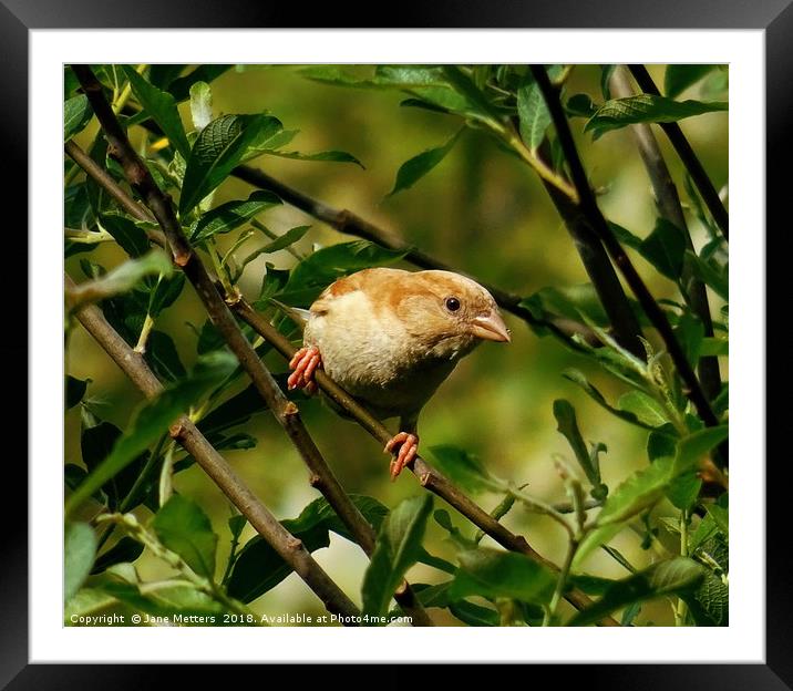        It’s Great to be Different                  Framed Mounted Print by Jane Metters