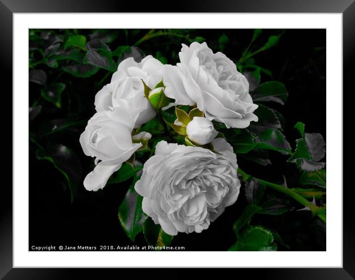 Roses Just For You Framed Mounted Print by Jane Metters