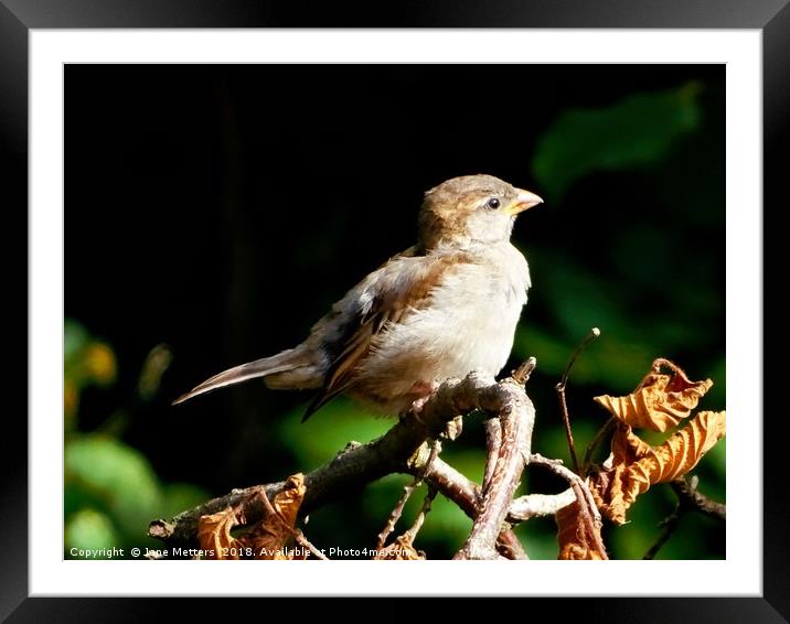   Juvenile House Sparrow                           Framed Mounted Print by Jane Metters