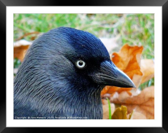          Jackdaw and Autumn Colours                Framed Mounted Print by Jane Metters