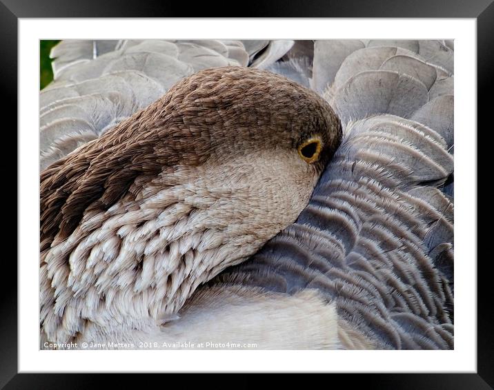           Snuggle Time                      Framed Mounted Print by Jane Metters