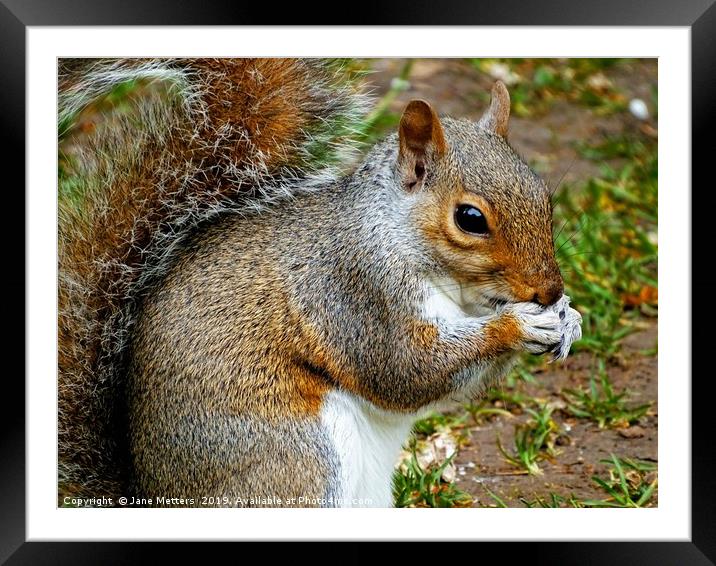                A Squirrel Close Up             Framed Mounted Print by Jane Metters