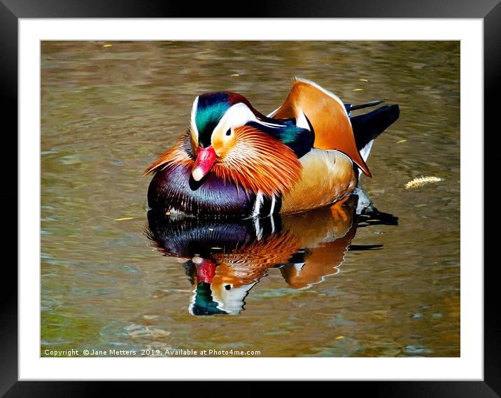Mandarin Reflection Framed Mounted Print by Jane Metters