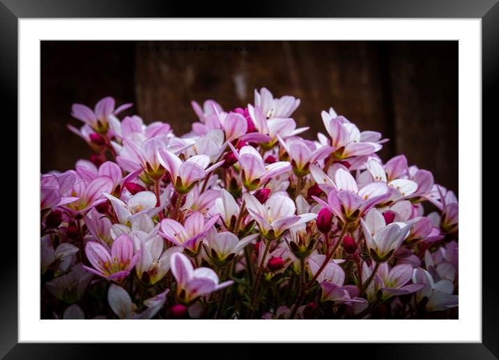 Saxifraga Oppositifolia Framed Mounted Print by Jane Metters