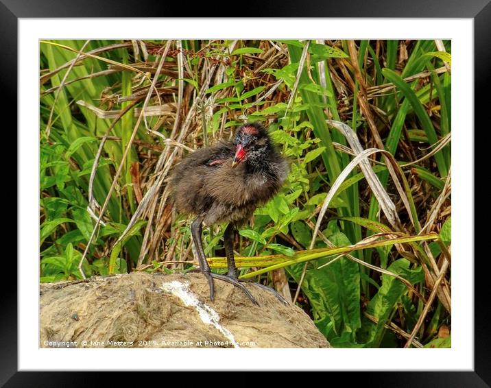 A Baby Coot Framed Mounted Print by Jane Metters