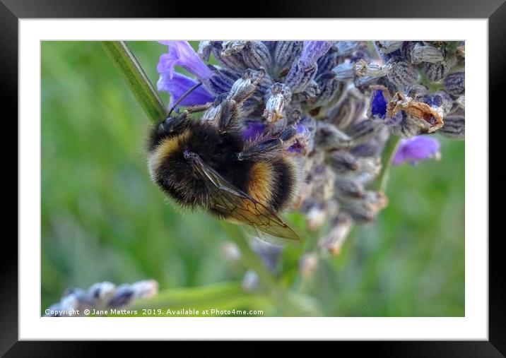 Gathering Pollen  Framed Mounted Print by Jane Metters
