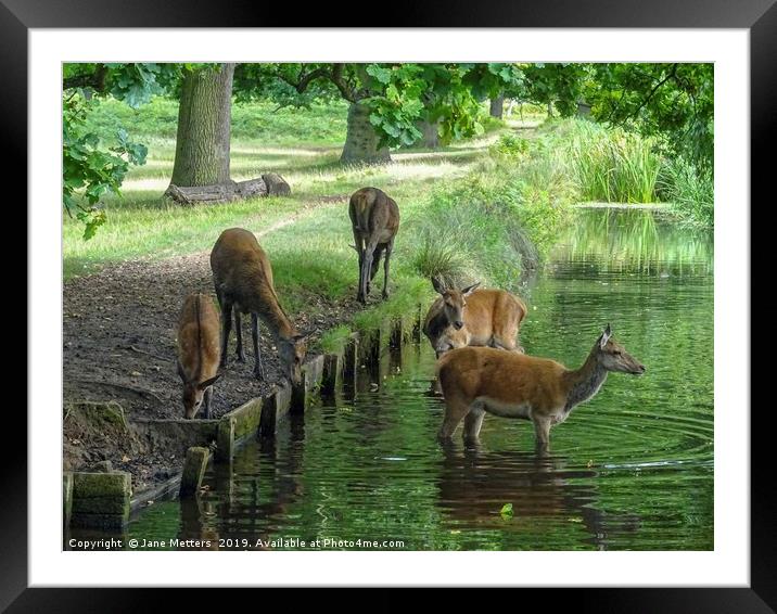 Wild Deer at a Water Hole Framed Mounted Print by Jane Metters
