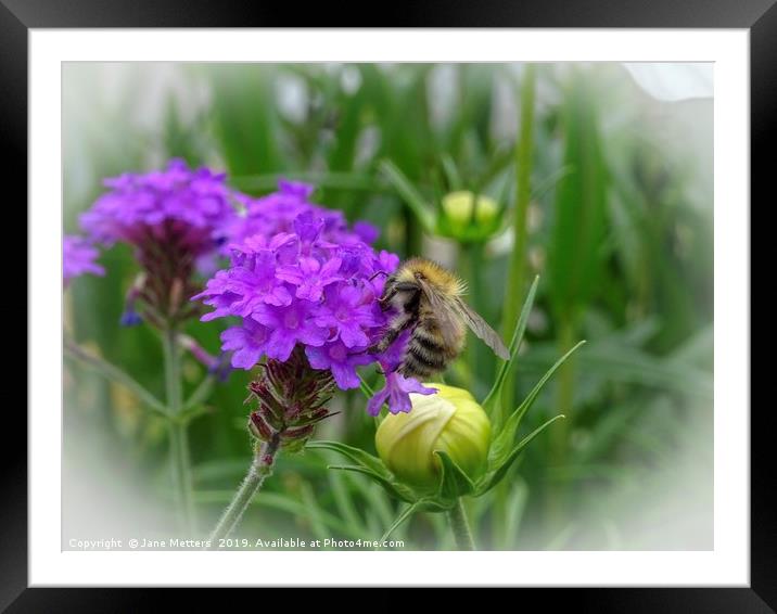 A Pollen Collector  Framed Mounted Print by Jane Metters