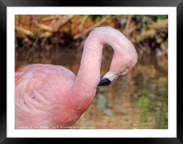 A Flamingo Preening Itself Framed Mounted Print by Jane Metters