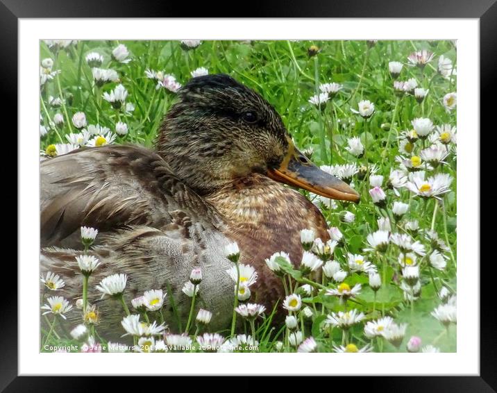 Daisy Bed Framed Mounted Print by Jane Metters