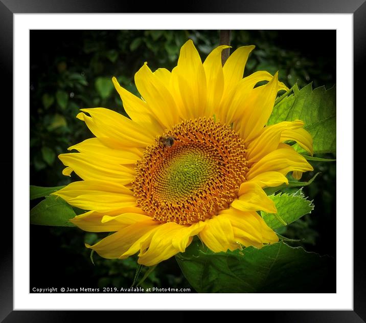 Sunflower  Framed Mounted Print by Jane Metters