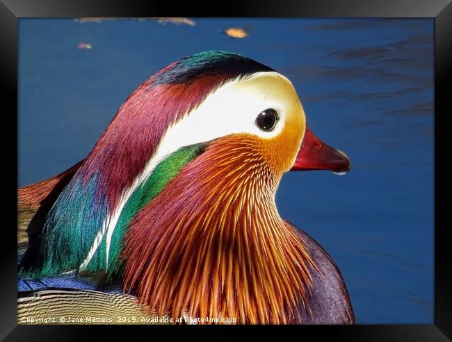 Colourful Feathers Framed Print by Jane Metters