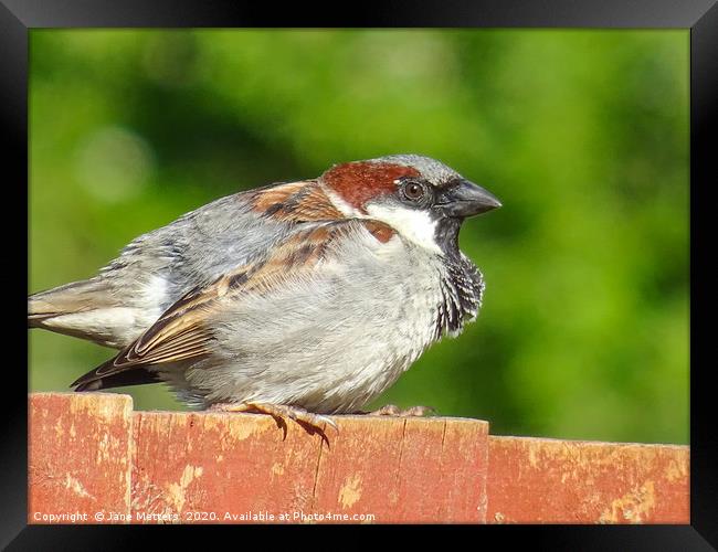 House Sparrow Framed Print by Jane Metters