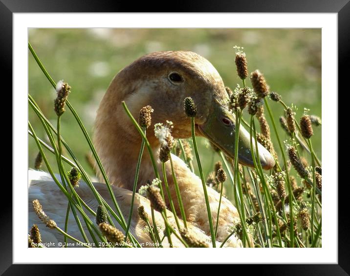 Happy Days Framed Mounted Print by Jane Metters