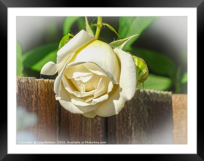 White Rose Framed Mounted Print by Jane Metters