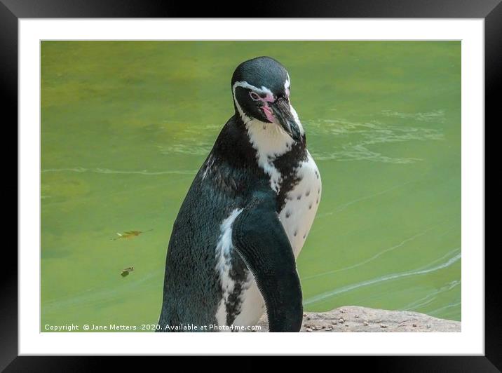 Posing Penguin Framed Mounted Print by Jane Metters