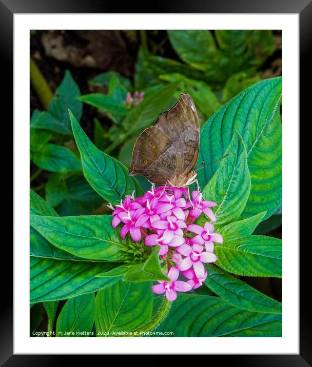 Butterfly Framed Mounted Print by Jane Metters