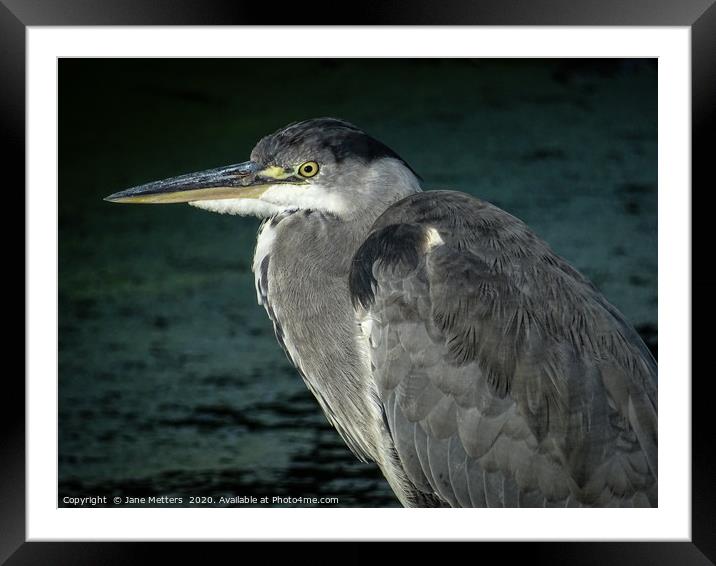 Heron Close Up Framed Mounted Print by Jane Metters
