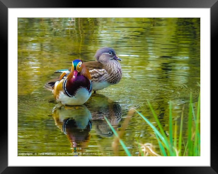 Mr & Mrs Mandarin  Framed Mounted Print by Jane Metters