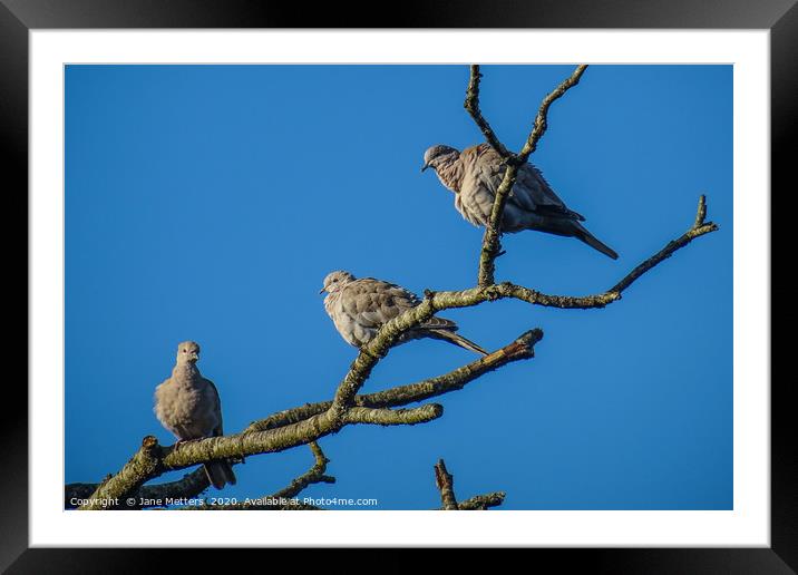 Three Collared Doves Framed Mounted Print by Jane Metters