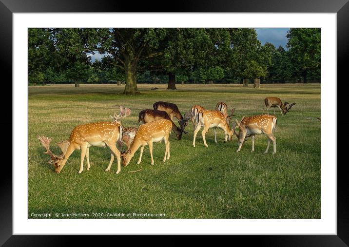 Deer Grazing Framed Mounted Print by Jane Metters