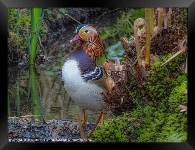 Mandarin Duck Framed Print by Jane Metters