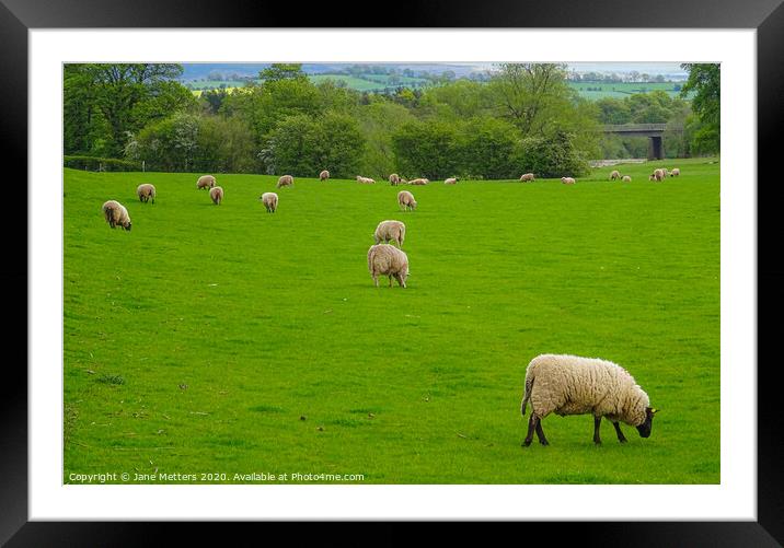 Sheep Grazing Framed Mounted Print by Jane Metters